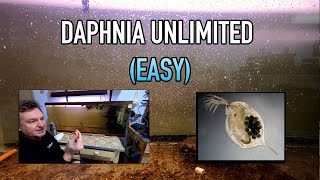 How I Raise Daphnia Water Fleas And You Can Too [upl. by Boyd]