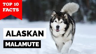 Alaskan Malamute  Top 10 Facts [upl. by Nrublim]