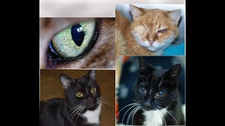 7 Common Eye Problems in Cats [upl. by Orv]