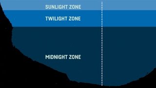 What Are The Sea Zones Explaining Deep Sea Exploration  Behind the News [upl. by Areit]