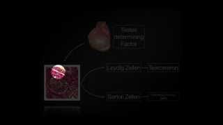 Embryologie Basics [upl. by Lehrer]