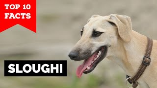 Sloughi  Top 10 Facts Arabian Greyhound [upl. by Anim]