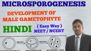 Development of Male Gametophyte in Angiosperms  MICROSPOROGENESIS HINDI [upl. by Read]