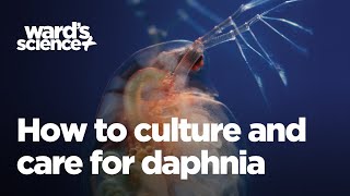 Caring and Culturing for Daphnia [upl. by Suravat]