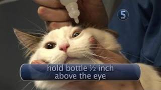 How To Apply Cat Eye Drops [upl. by Riggall]