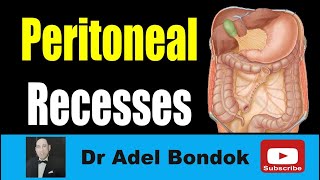 Anatomy of the small intestine  dissection [upl. by Server346]