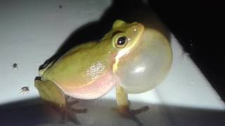 When a frog croaks literally Rubys Zoo [upl. by Uhayile]