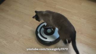 Cat shows HOW TO use iRobot Roomba Vacuum [upl. by Bolton]