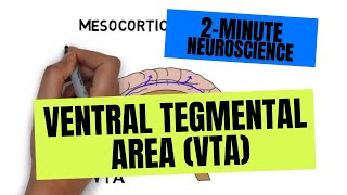 2Minute Neuroscience Ventral Tegmental Area VTA [upl. by Muns720]