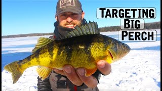 Ice Fishing For BIG PERCH  Underwater Footage [upl. by Mikal]