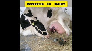 Mastitis in cattle Introduction Treatment and Prevention [upl. by Clorinda13]