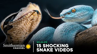 15 Shocking Snake Videos 🐍 Smithsonian Channel [upl. by Tati]