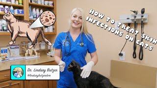 How to Treat Generalized Skin Infections on Cats [upl. by Tripp]