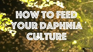 How To Feed Your Daphnia Culture [upl. by Avad]