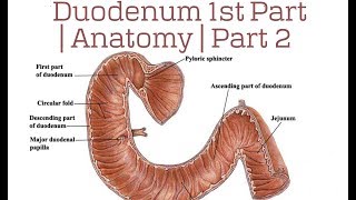 Pancreas Structure and Function  Digestive System [upl. by Aggappora681]