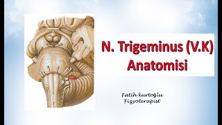 Nervus Trigeminus  Neuroanatomy  Nöroanatomi Konu Anlatımı 19 [upl. by Jason]