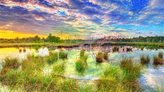 Frogs Croaking  10 Hours of Ribbit Sounds  Sleep or Relax to Nature [upl. by Aneet297]