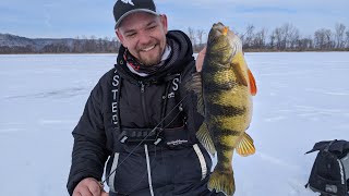 Ice Fishing Shallow Water Jumbo Perch on the Mississippi River  In Depth Outdoors TV S15 E9 [upl. by Atnamas148]