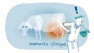 Mammites et cellules même combat [upl. by Abba]