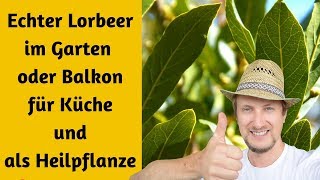 Echter Lorbeerstrauch 🌿 auf meinem Balkon Garten 👍 [upl. by Yllehs]