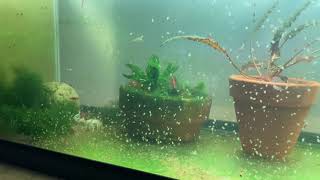 Daphnia Culturing Snails or no snails [upl. by Ayaet]