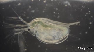 Daphnia magna under the Microscope [upl. by Sheehan]