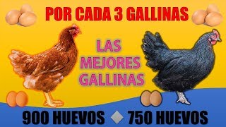 Las 5 Mejores GALLINAS PONEDORAS más RENTABLES que EXISTEN [upl. by Ortensia753]