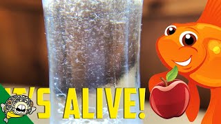 How to culture Vinegar Eels The EASY Way Live Fish Food [upl. by Lacefield]