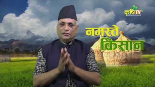 Namaste Kishan  Tomato Farming Golveda kheti  Information Guide [upl. by Uyr]