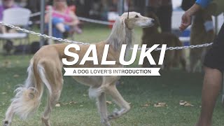 SALUKI A DOG LOVERS INTRODUCTION [upl. by Eisse]