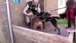 RSPCA Video  The Dog Rescuers Episode 5 [upl. by Allimrac]