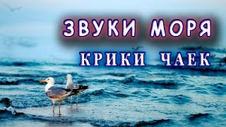 Звуки моря Крики чаек Спокойствие и умиротворение [upl. by Edobalo]