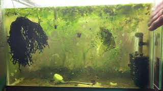 Scuds Daphnia Cherry Shrimp Copepods My aquatic food culture [upl. by Gabrielson]