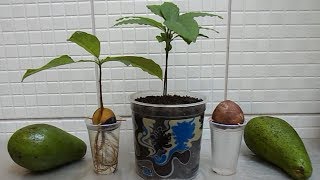 HOW TO GROW AVOCADO TREE FROM SEED [upl. by Mcgean]