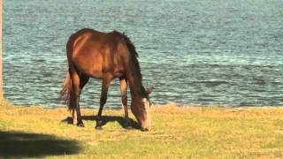 Cumberland Island National Seashore Georgia [upl. by Shuping]