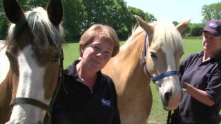 RSPCA Video  Amersham Horses Rescue [upl. by Leroy]