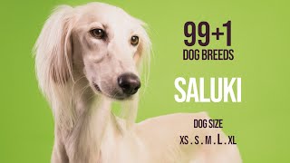 Saluki  991 Dog Breeds [upl. by Naened]