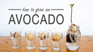 How to Grow an Avocado from Seed [upl. by Buerger700]