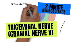 2Minute Neuroscience Trigeminal Nerve Cranial Nerve V [upl. by Ruamaj155]