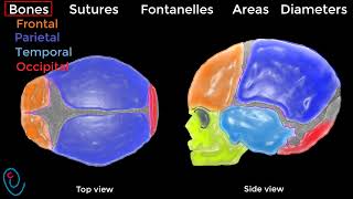 Fetal skull illustrated [upl. by Ycnaf]