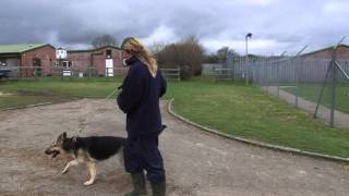 Being an RSPCA Volunteer Dog Walker [upl. by Agnimod]