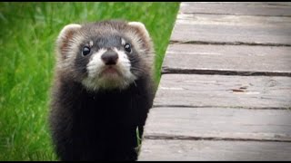 Springwatch 16  Polecats making a big comeback [upl. by Yasdnyl]