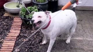 RSPCA Video  The Dog Rescuers Episode 6 [upl. by Vassili]