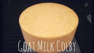 Goat Milk Colby  Cheesemaking at Home [upl. by Kanya453]