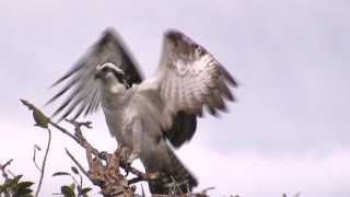 Ospreys Mating and Preparing for a BroodNARRATED [upl. by Og]