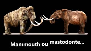 Mammouth ou mastodonte Comment identifier leurs défenses [upl. by Fritzie945]