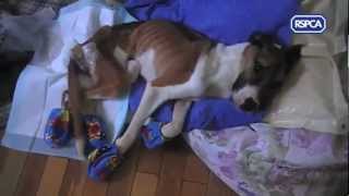 RSPCA video  Rescue dog Hope recovering [upl. by Kyriako]