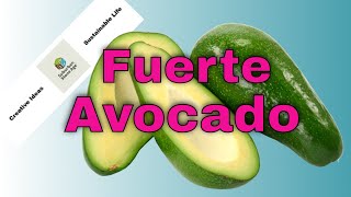 Fuerte Avocado Tree  8 Year Old Tree  Tips and Tricks on How to Grow Avocados [upl. by Odine]