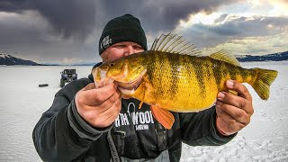 Ice Fishing the BIGGEST PERCH In North America [upl. by Llekram]