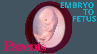 Embryo to Fetus Weeks 912 of Pregnancy  Parents [upl. by Yruok]